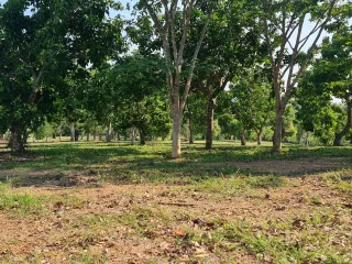 For sale land in Mueang Chiang Rai, Chiang Rai
