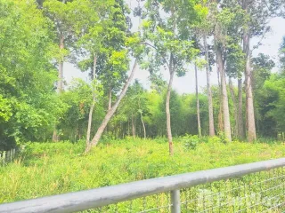 For sale land in Kanthararom, Sisaket