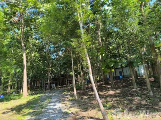 For sale land in Phu Phiang, Nan
