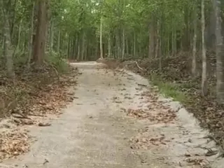 For sale land in Phu Phiang, Nan