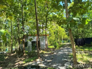 For sale land in Phu Phiang, Nan