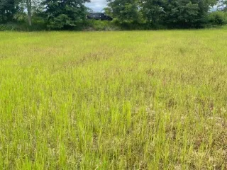For sale land in Ko Kha, Lampang