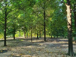 For sale land in Khlung, Chanthaburi