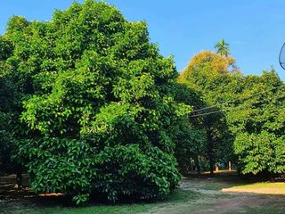 For sale land in Khlung, Chanthaburi