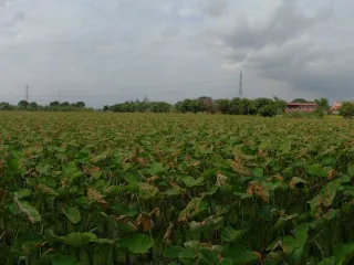 For sale land in Ban Mo, Saraburi