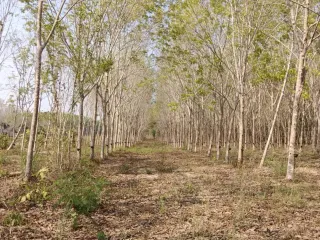For sale land in Klaeng, Rayong
