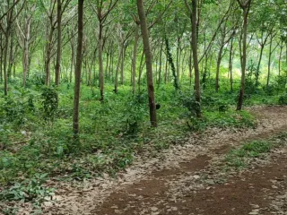 For sale land in Laem Ngop, Trat