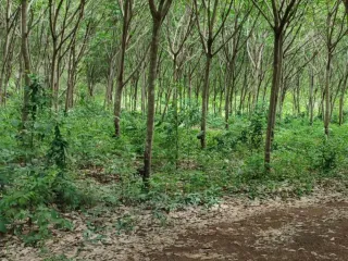 For sale land in Laem Ngop, Trat