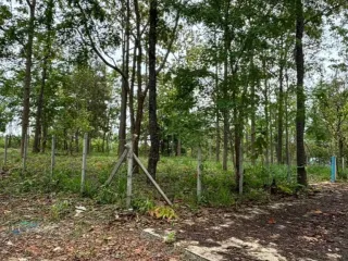 For sale land in Mae Rim, Chiang Mai