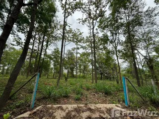 For sale land in Mae Rim, Chiang Mai