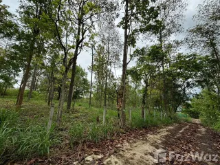 For sale land in Mae Rim, Chiang Mai