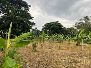 For sale land in Mae Rim, Chiang Mai