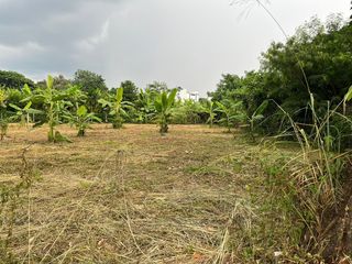 For sale land in Mae Rim, Chiang Mai