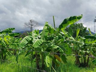 For sale land in Mae Rim, Chiang Mai