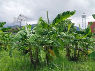 For sale land in Mae Rim, Chiang Mai
