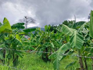 For sale land in Mae Rim, Chiang Mai