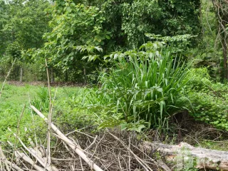For sale land in San Kamphaeng, Chiang Mai