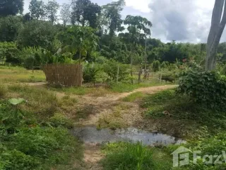 For sale land in Chiang Dao, Chiang Mai
