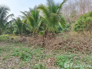 For sale land in Chiang Dao, Chiang Mai