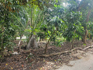 For sale land in Ko Samui, Surat Thani