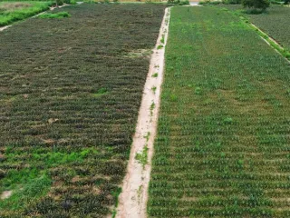 For sale land in Nikhom Phatthana, Rayong