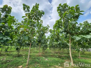 For sale land in Pak Chong, Nakhon Ratchasima