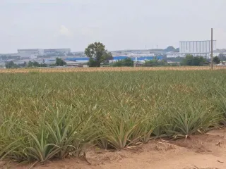 For sale land in Pluak Daeng, Rayong