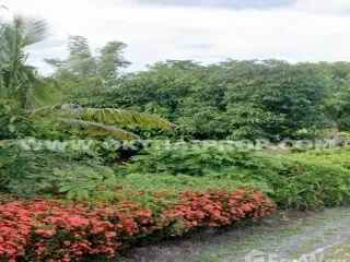 For sale land in Bang Mun Nak, Phichit