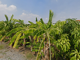 For sale land in Bang Phli, Samut Prakan