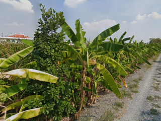 For sale land in Bang Phli, Samut Prakan