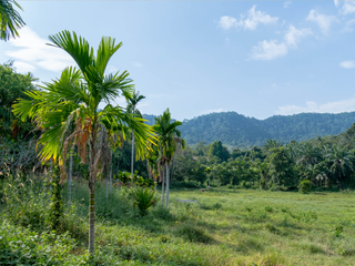 For sale land in Mueang Krabi, Krabi