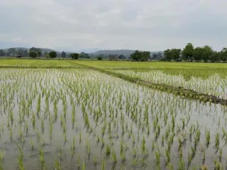 ขาย ที่ดิน ใน แม่ริม, เชียงใหม่