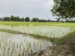 ขาย ที่ดิน ใน แม่ริม, เชียงใหม่