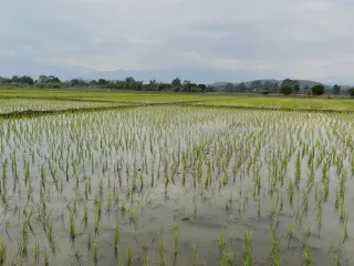 ขาย ที่ดิน ใน แม่ริม, เชียงใหม่