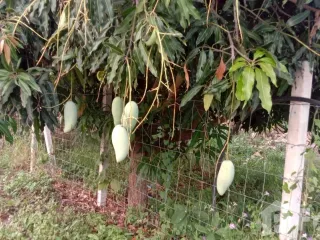 For sale 2 bed house in Suan Phueng, Ratchaburi
