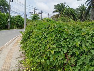 For rent land in Thalang, Phuket