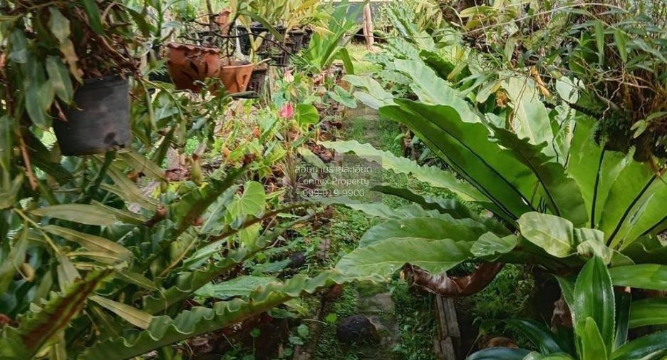 For sale 3 bedrooms house in Mae Fa Luang, Chiang Rai