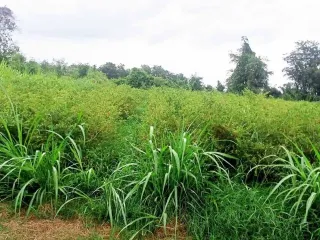 For sale land in Mueang Nakhon Sawan, Nakhon Sawan