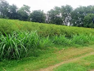 For sale land in Mueang Nakhon Sawan, Nakhon Sawan