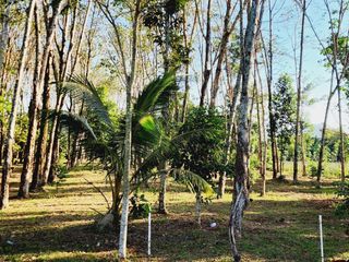 For sale land in Thalang, Phuket