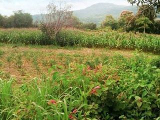 For sale land in Mueang Loei, Loei