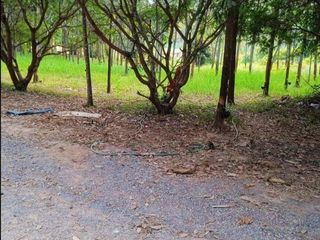 For sale land in Dan Sai, Loei