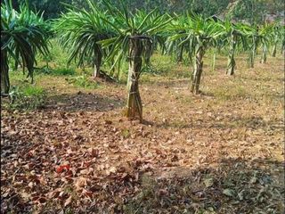 For sale land in Dan Sai, Loei