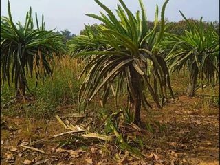 For sale land in Dan Sai, Loei