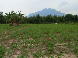 For sale land in Chiang Dao, Chiang Mai