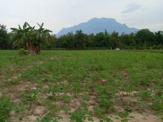 For sale land in Chiang Dao, Chiang Mai