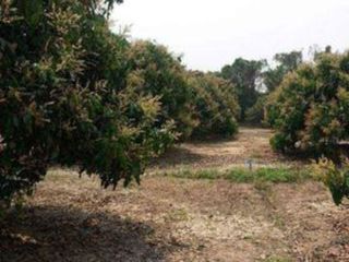 For sale land in San Pa Tong, Chiang Mai