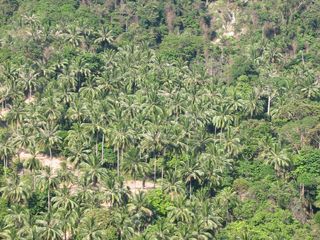 For sale land in Ko Samui, Surat Thani