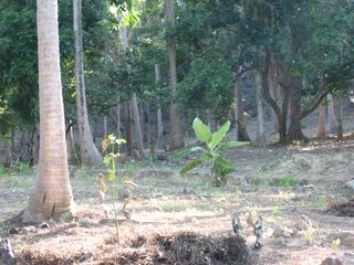 For sale land in Ko Samui, Surat Thani