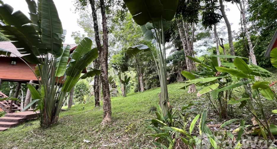 For sale land in Ko Yao, Phang Nga